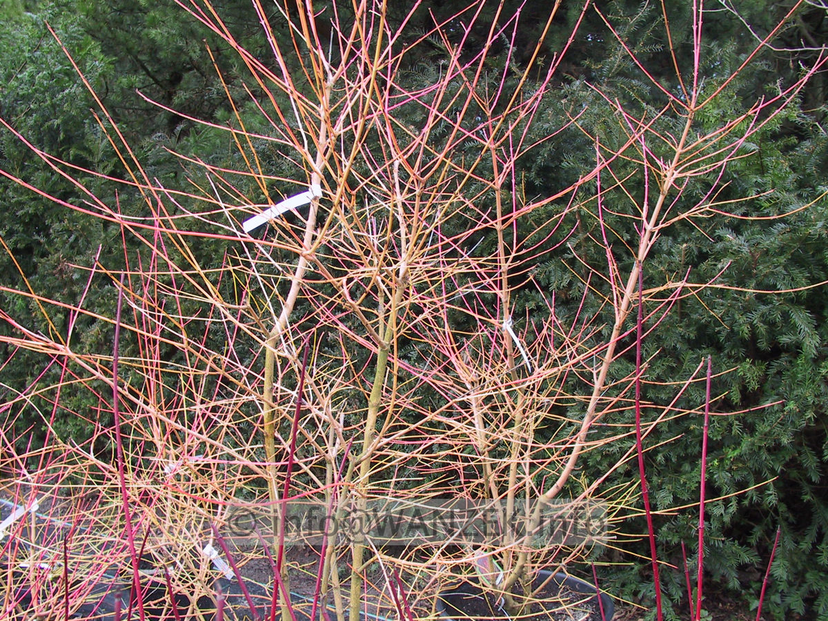 Cornus alba Winter Beauty - Holz 2.JPG